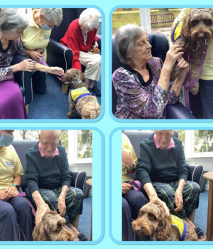 Cocoa brings her unique brand of therapy to Beanlands Nursing Home 