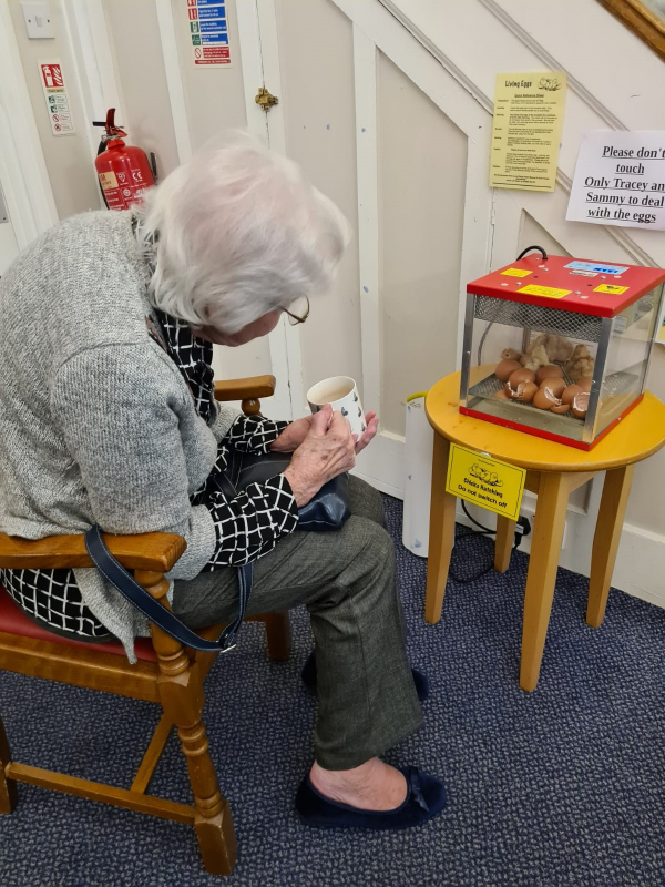 Easter chicks at Brookfield Care Home 
