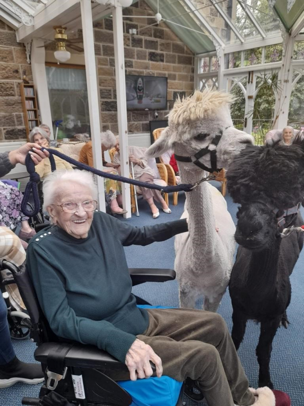 Alpacas visit Currergate nursing home in Steeton 