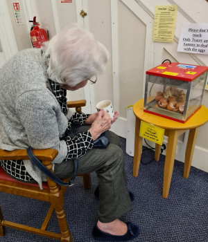 Easter chicks at Brookfield Care Home 