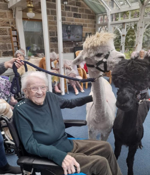 Alpacas visit Currergate nursing home in Steeton 